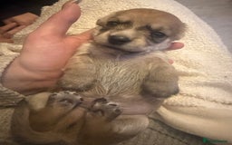 Mixed Breed dogs for sale: Schweenie pups  - Image 7