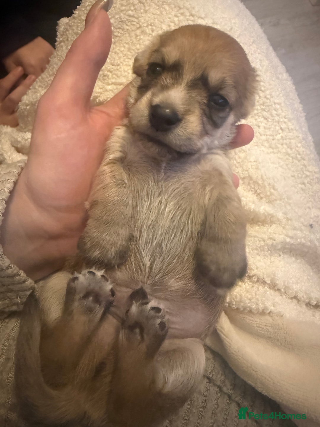 Mixed Breed dogs for sale: Schweenie pups  - Image 7