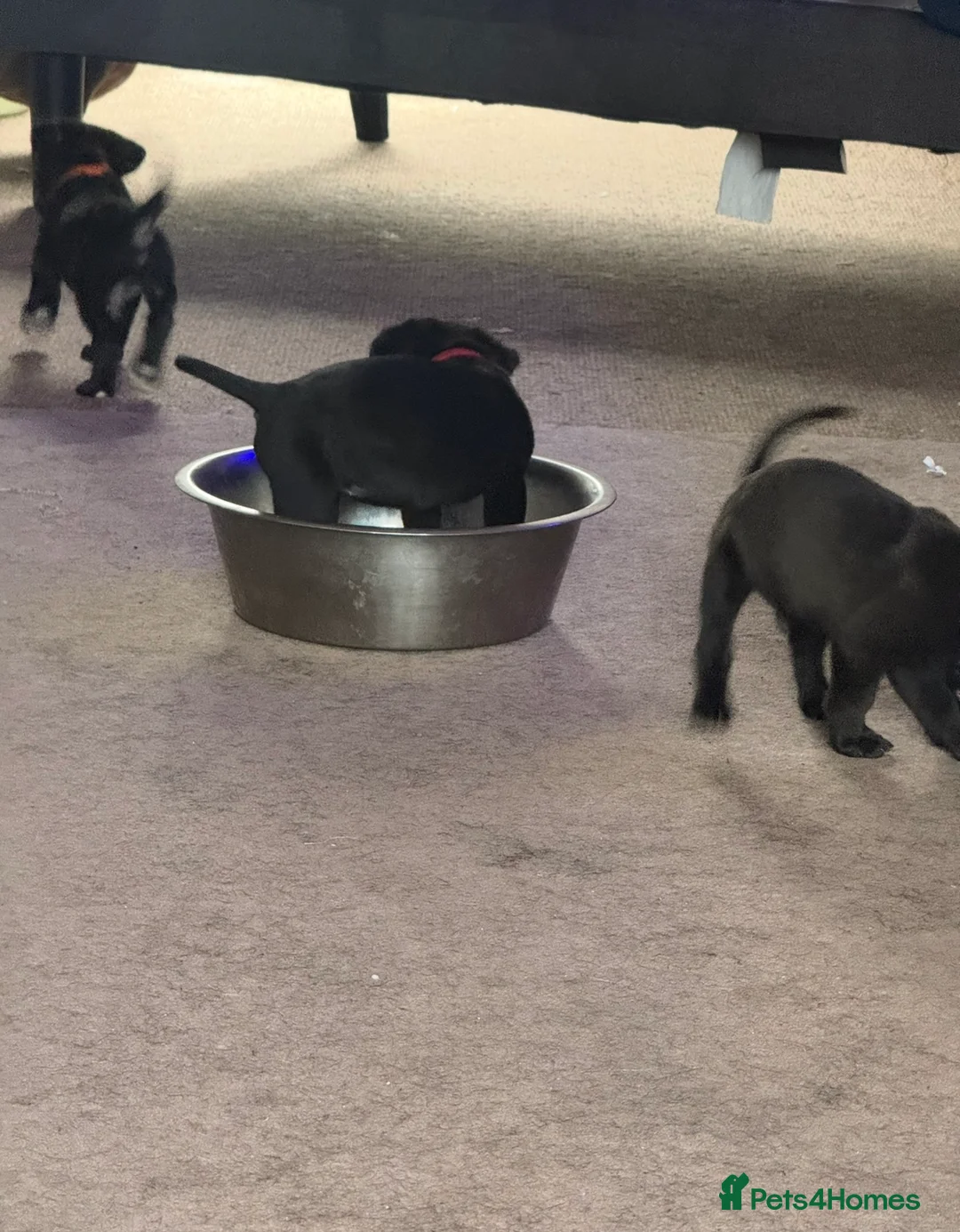 Cane Corso dogs for sale: 1 Cane Corso puppy left - Advert 14