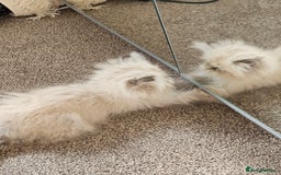 Persian cats for sale: Persian girl kitten  - Image 2