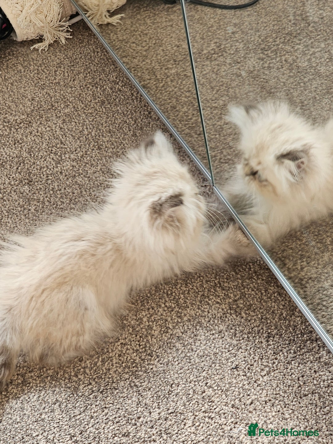 Persian cats for sale: Persian girl kitten  - Image 2