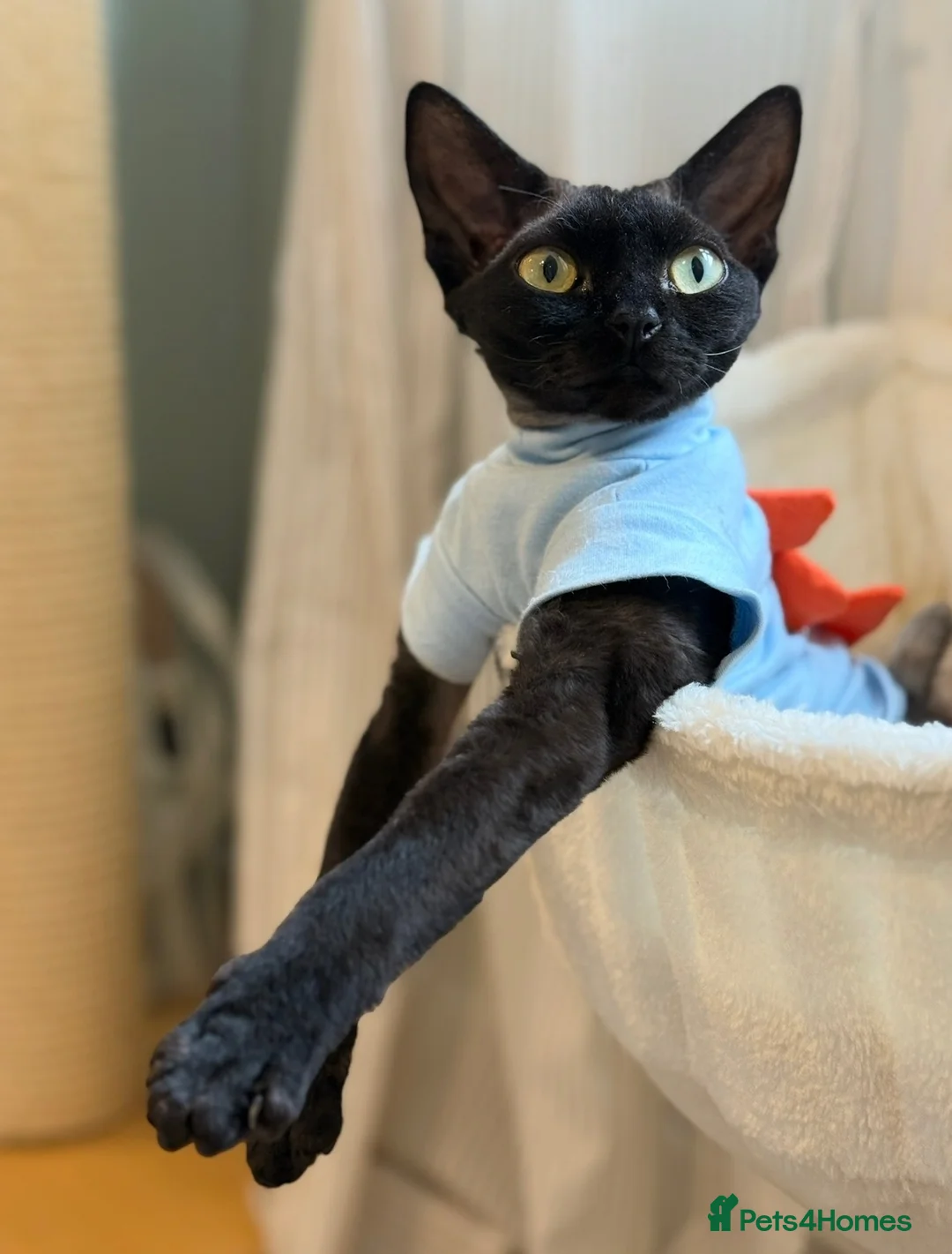 Devon Rex cats for sale: GCCF Pedigree Devon Rex Kittens  - Advert 1