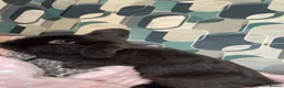Mini Lop rabbits for sale: 2mini lop boys  in Chester - Advert 3
