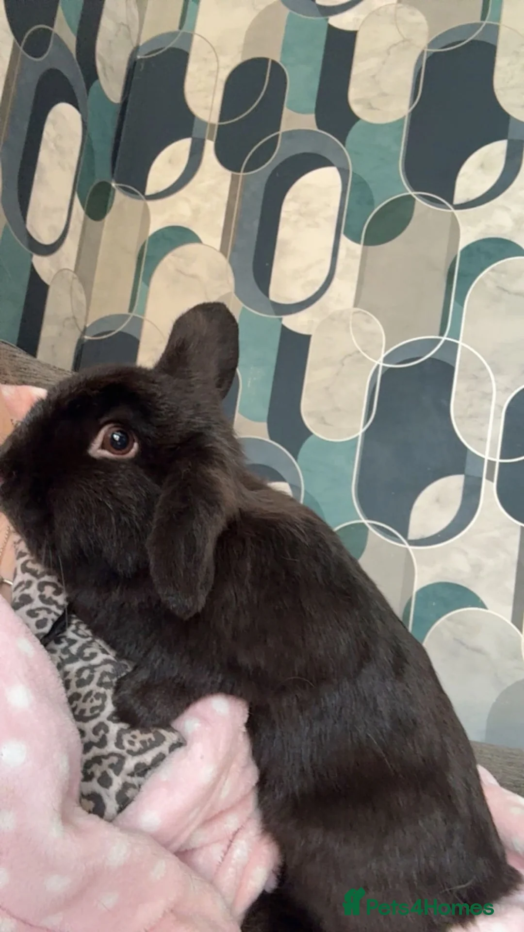Mini Lop rabbits for sale: 2mini lop boys  in Chester - Advert 3