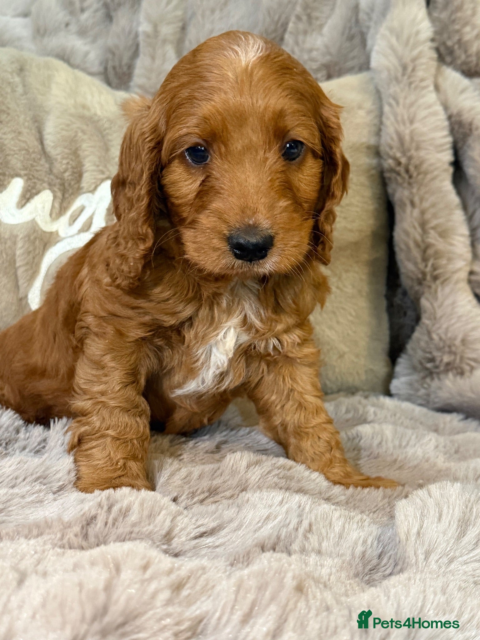 Cockapoo dogs Red F1 Cockapoo Girl - Advert 2