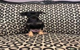 Russian Toy Terrier dogs for sale: Russian toy terrier puppy for sale - Advert 2