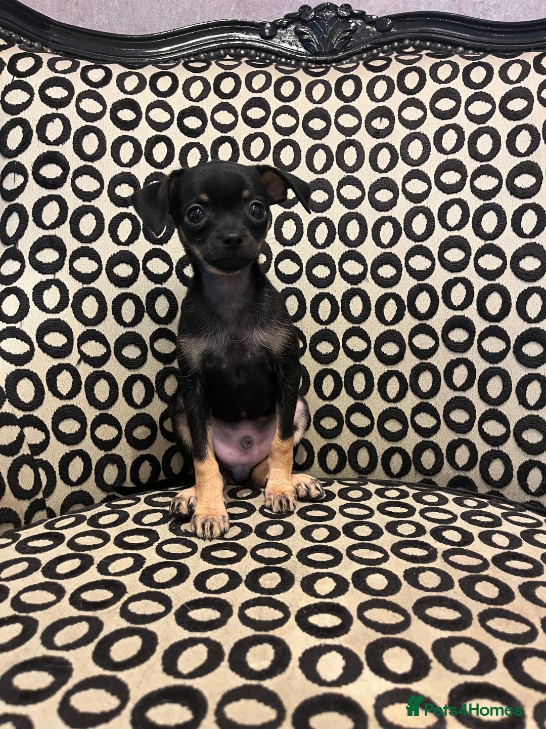 Russian Toy Terrier dogs for sale: Russian toy terrier puppy for sale - Advert 2