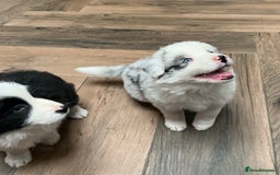 Border Collie dogs for sale: Stunning Border Collie Pups  - Image 6