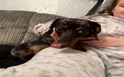 Miniature Dachshund dogs for sale: 9 month old Miniture dachshund  - Advert 3
