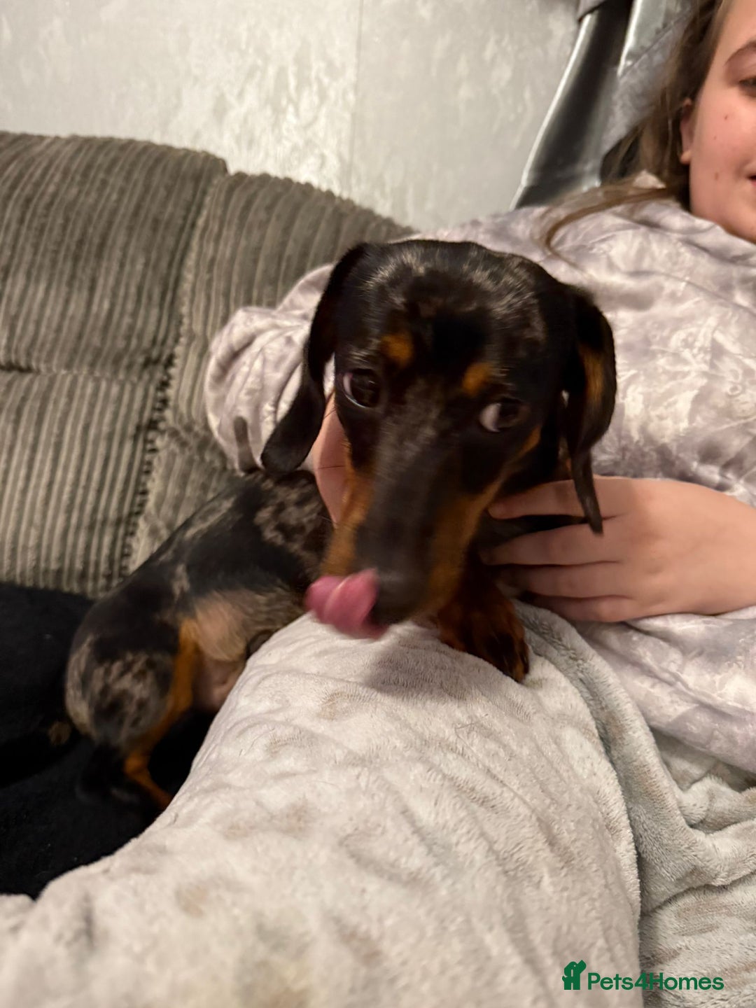 Miniature Dachshund dogs for sale: 9 month old Miniture dachshund  - Advert 3