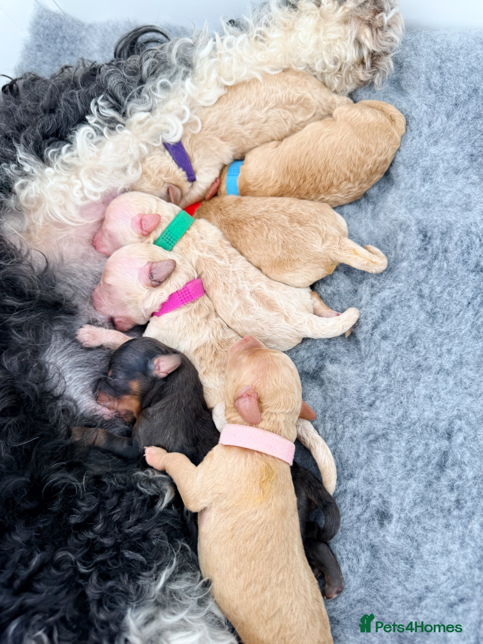 Cockapoo dogs ✨Exceptional F1BB Cockapoo Puppies✨ - Advert 8
