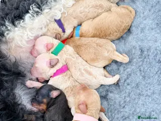 Cockapoo dogs ✨Exceptional F1BB Cockapoo Puppies✨ - Advert 8