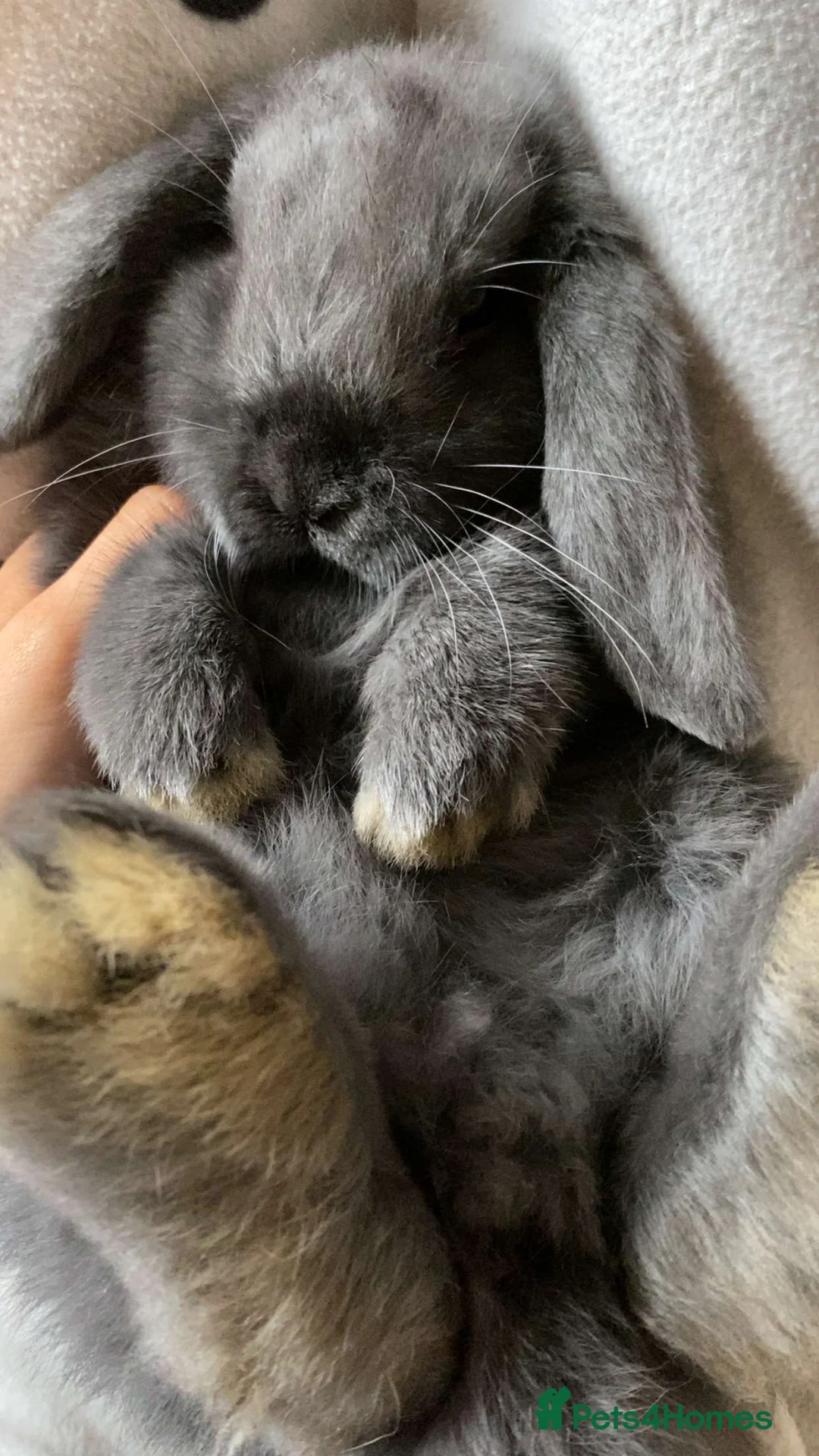 Mini Lop rabbits for sale: Mini lop bunny  - Advert 2