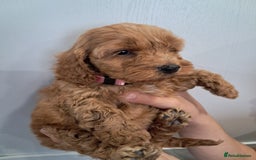 Cockapoo dogs for sale: 5* minature cockapoos - Image 6