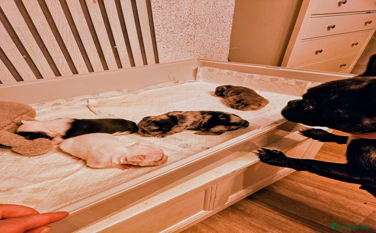 French Bulldog dogs - Advert 1