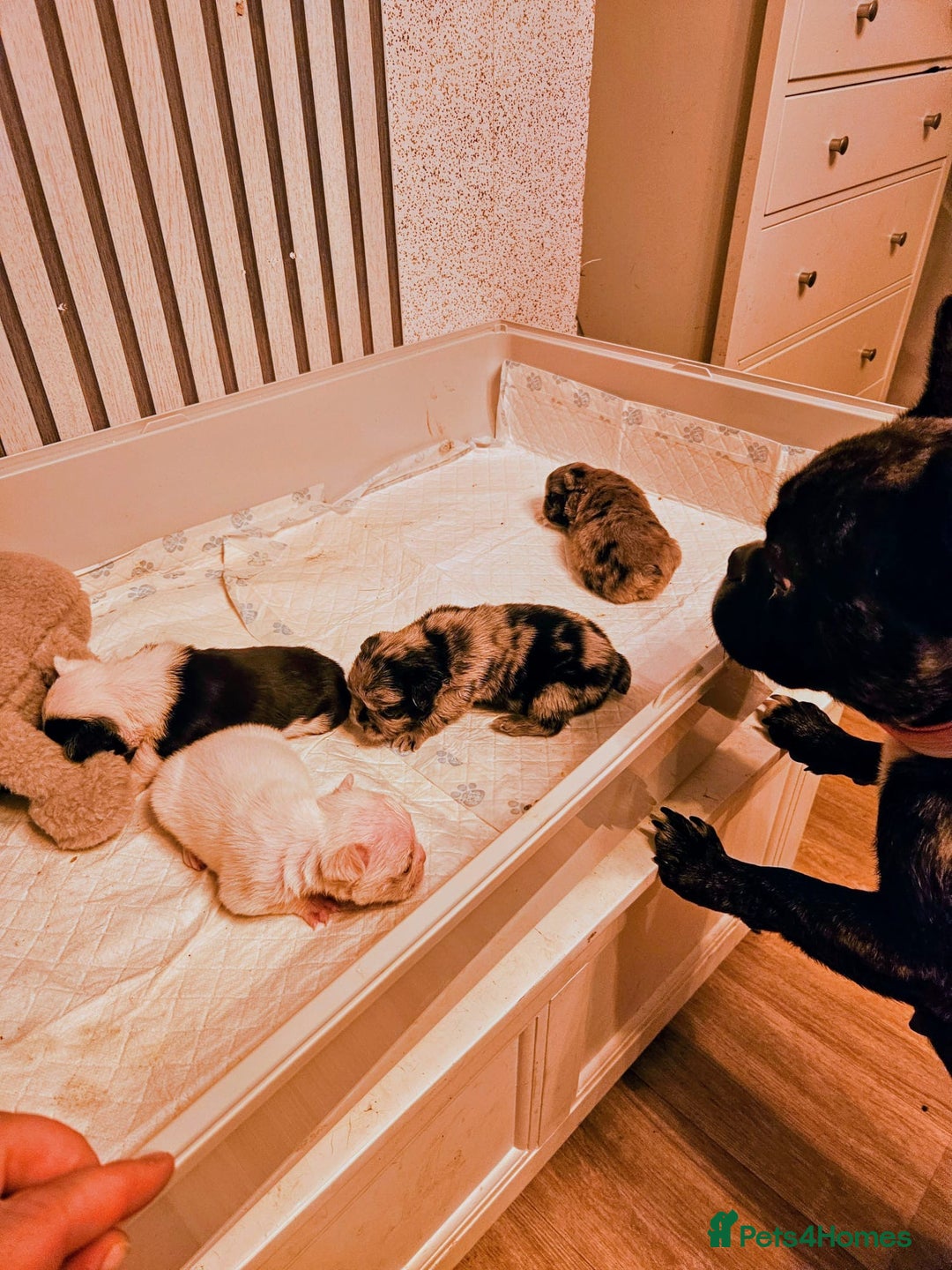 French Bulldog dogs for sale: French bulldog puppies (fluffy gene carriers) - Image 1