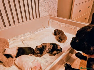 French Bulldog dogs - Advert 34