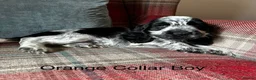 Cocker Spaniel dogs for sale: KC reg, health tested, show type cocker spaniels  - Advert 6
