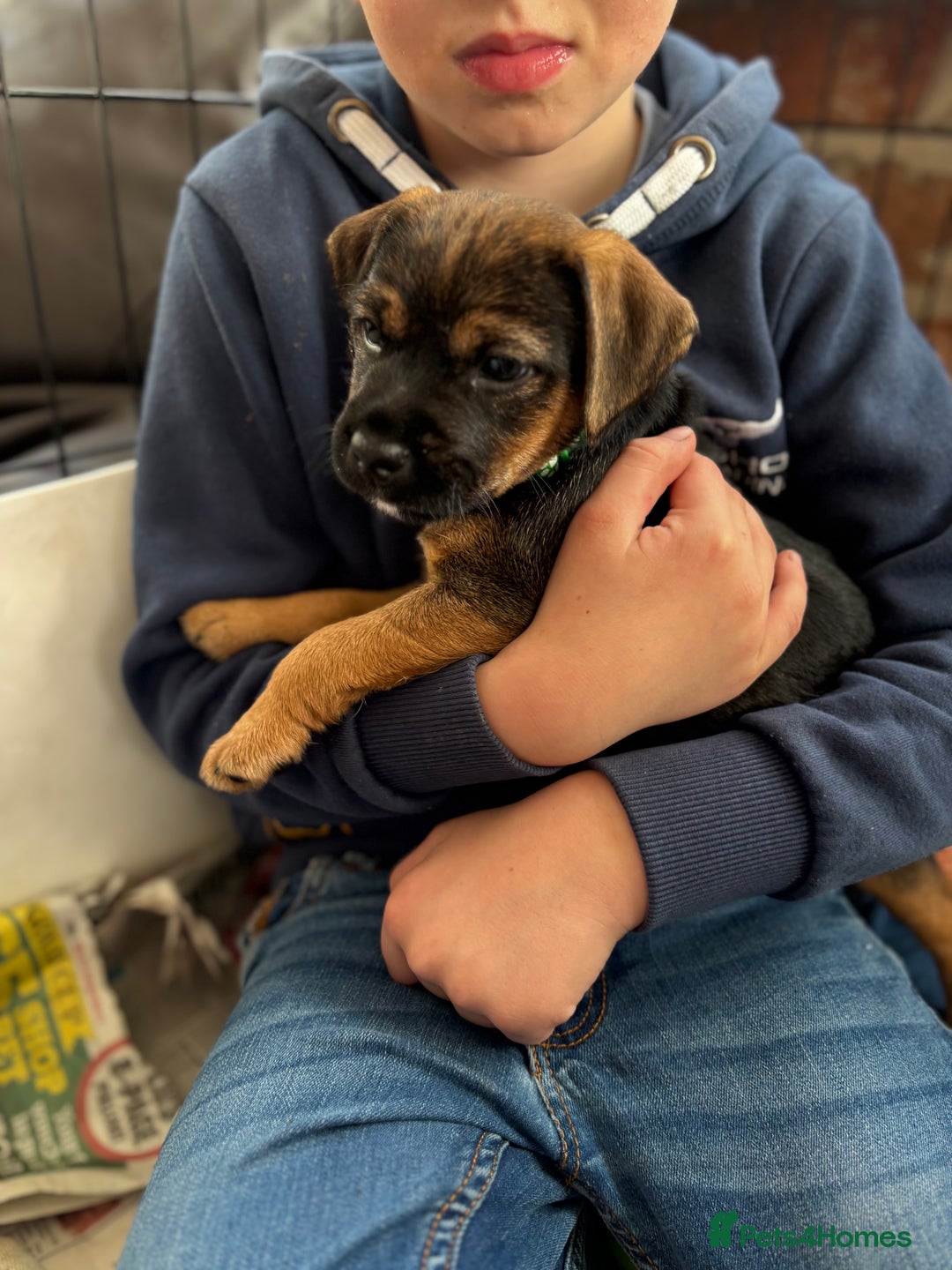 Mixed Breed dogs for sale: BorderJack Puppies - Advert 14