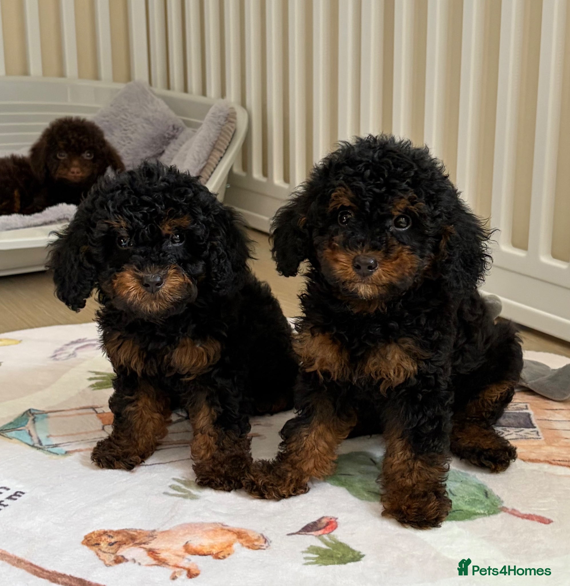 Toy Poodle dogs Health tested Toy Poodle puppies  - Advert 1