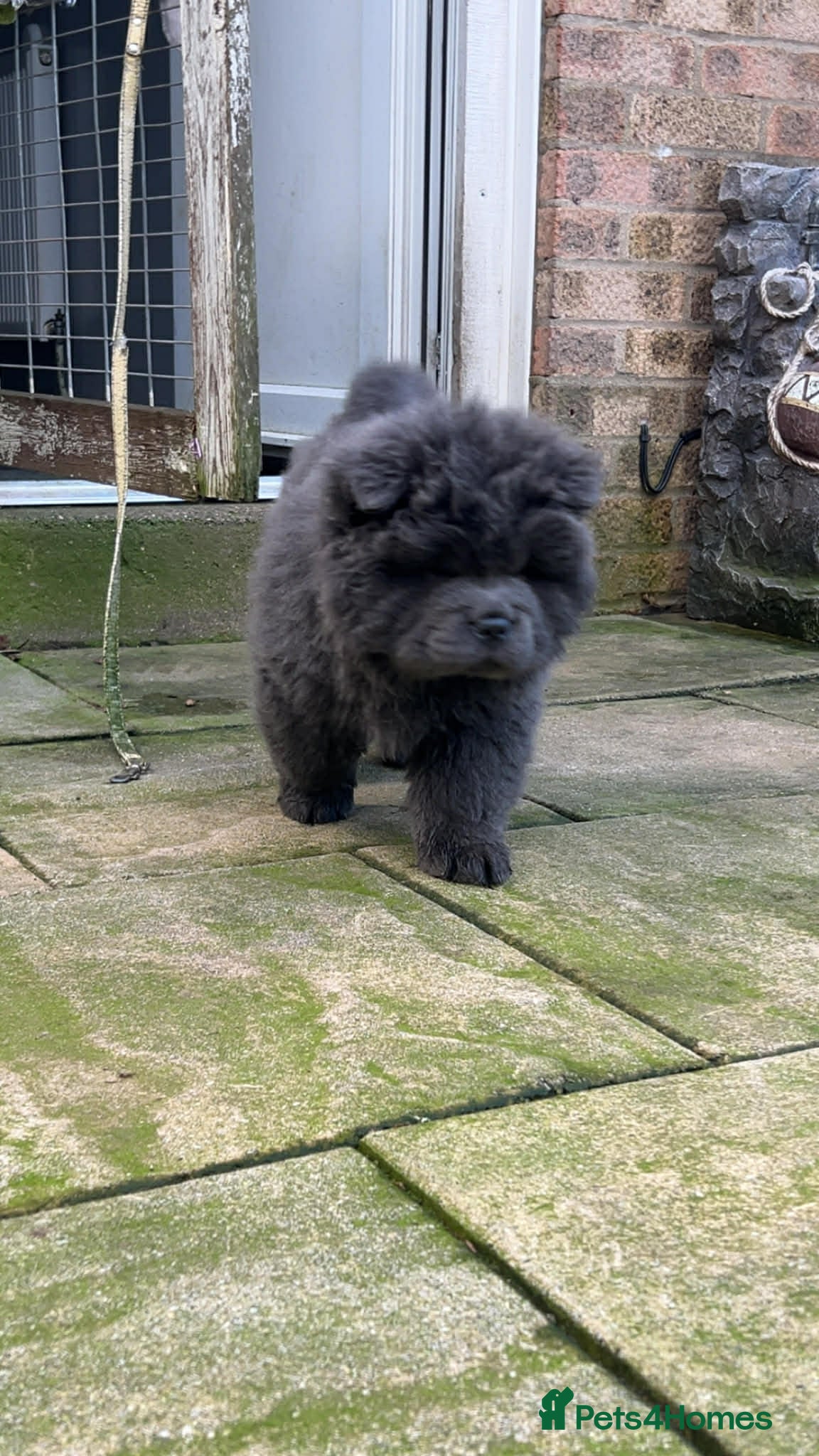 Chow Chow dogs Rough Coat Chow Chow Puppies - Advert 17