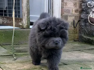 Chow Chow dogs Rough Coat Chow Chow Puppies - Advert 17