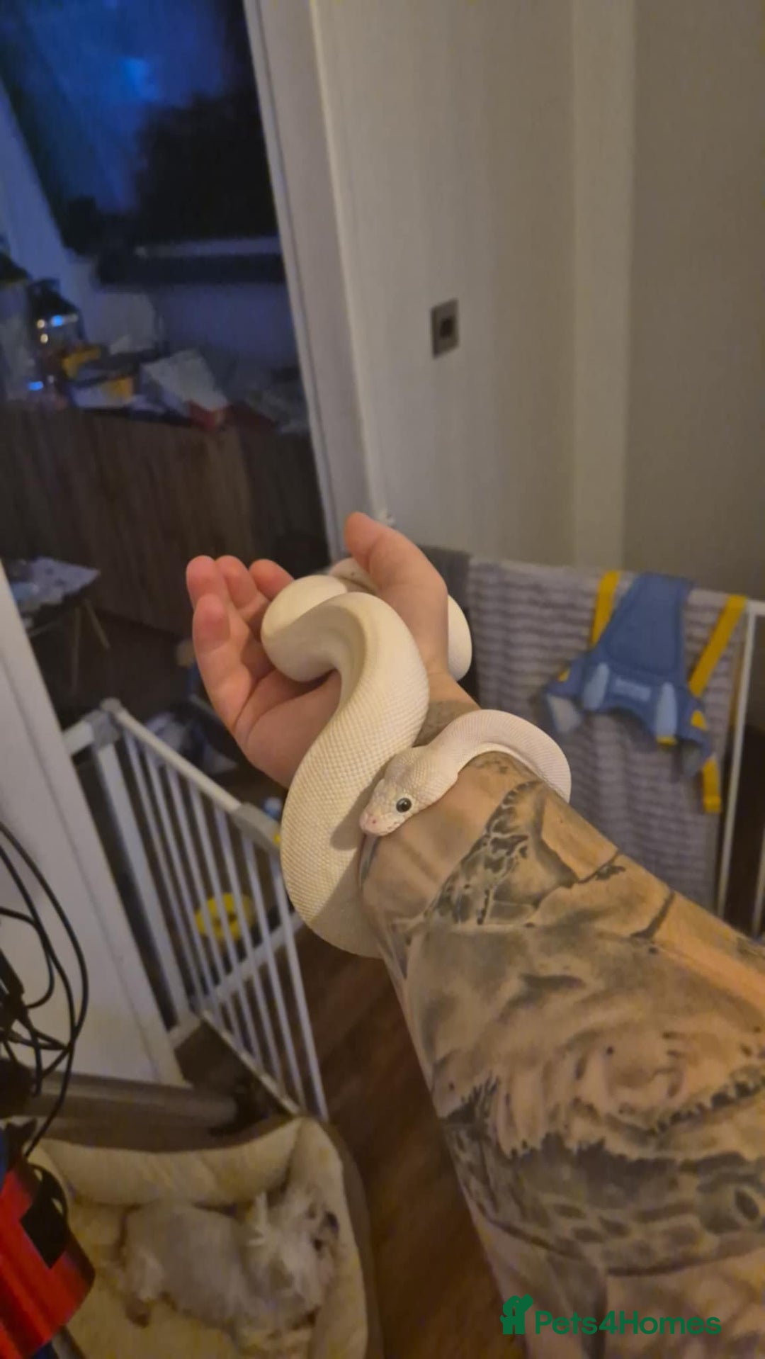 Python Snake reptiles for sale: Blue-eyed Leucistic ball python - Advert 4