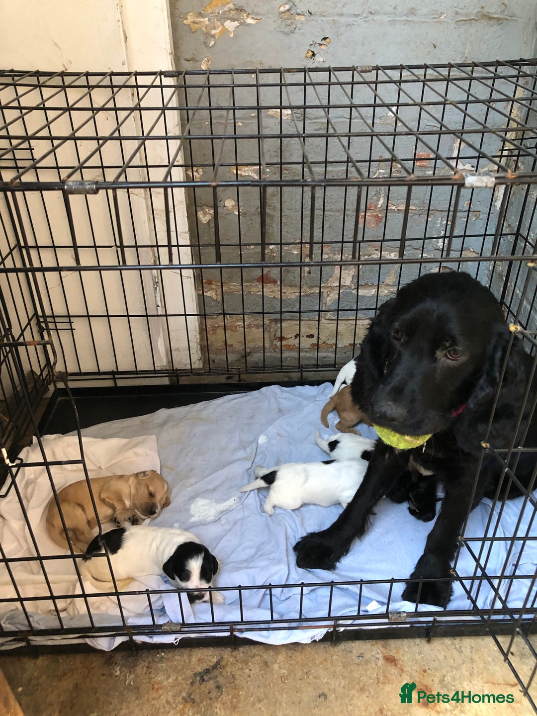 Cocker Spaniel dogs for sale: Cocker spaniel puppys  - Image 6