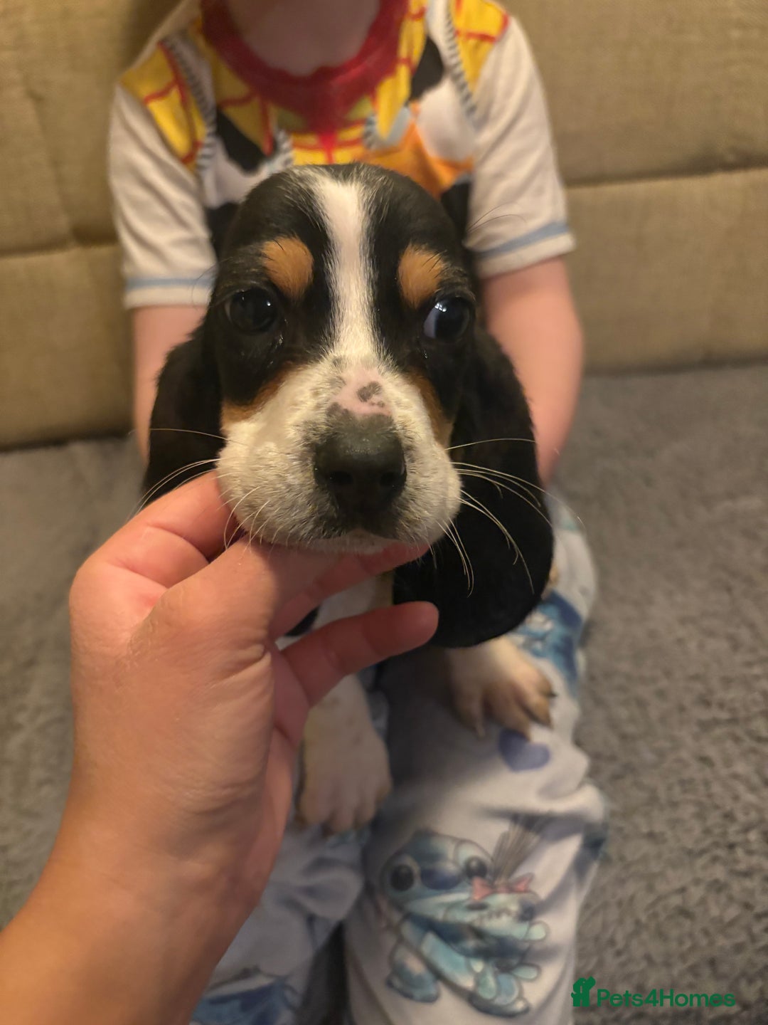 Basset Hound dogs for sale: Basset hound puppies  - Advert 8