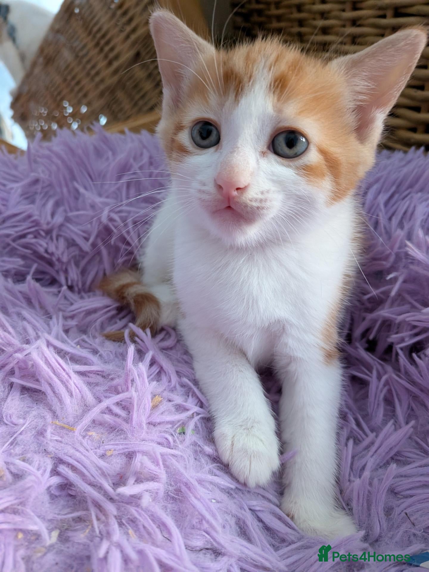 Mixed Breed cats Beautiful domestic x ragdoll kittens - Advert 1