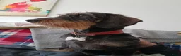 Dachshund dogs for sale: Polly, Wirehaired dachsund - Advert 6