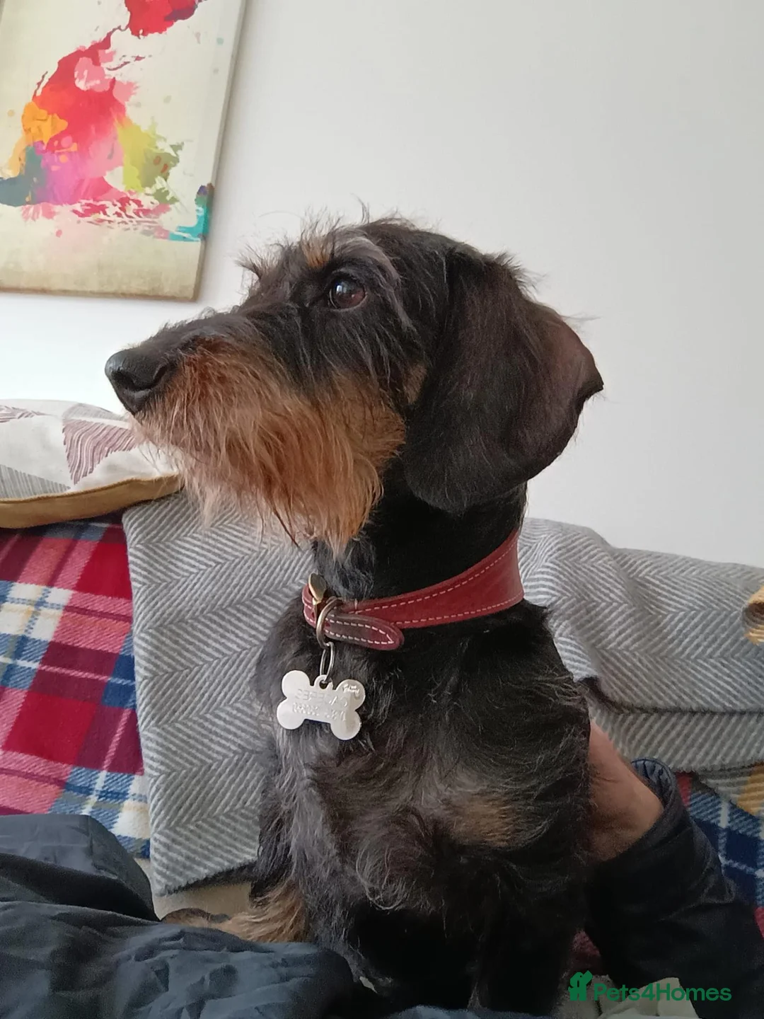 Dachshund dogs for sale: Polly, Wirehaired dachsund - Advert 6