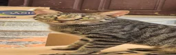 Arabian Mau cats for adoption: Sparkles - Advert 3