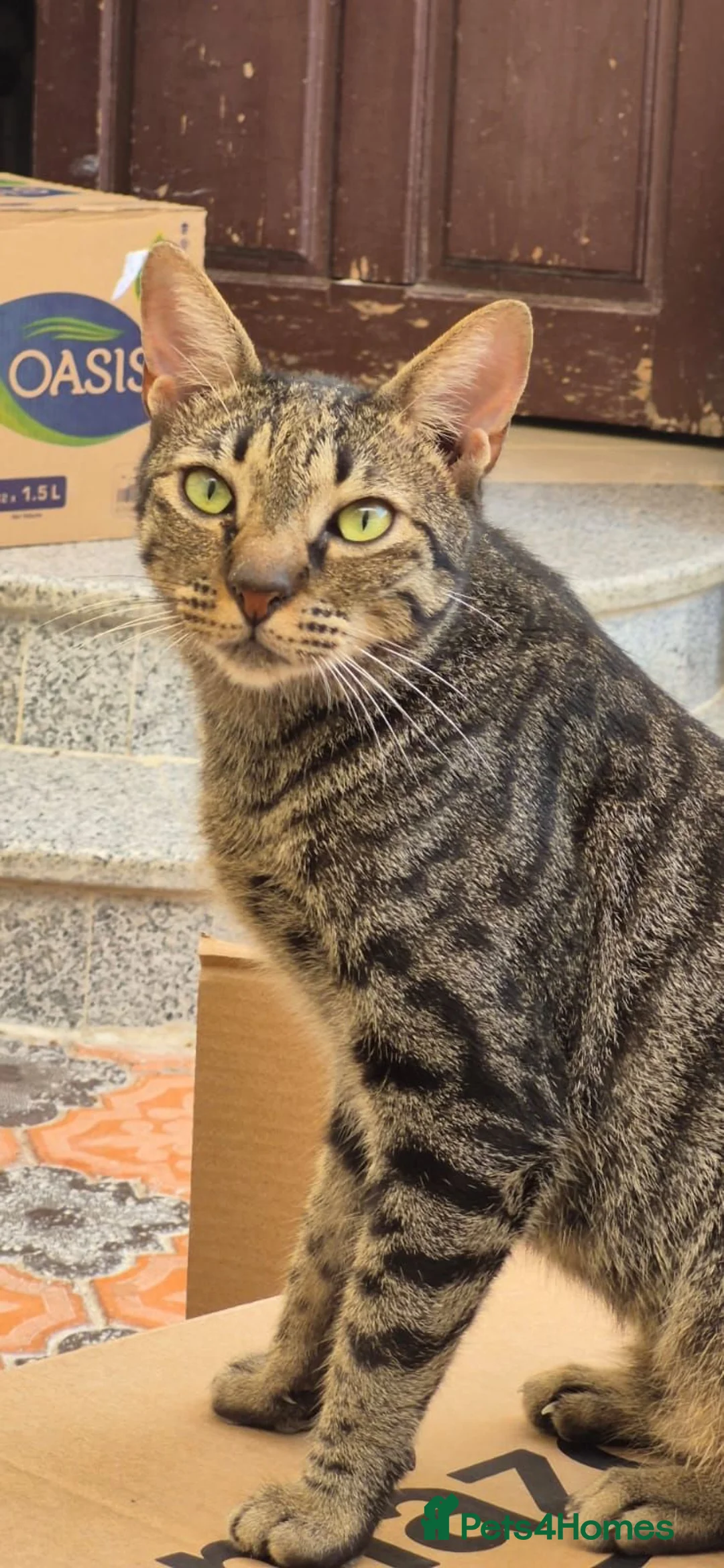 Arabian Mau cats for adoption: Sparkles - Advert 3