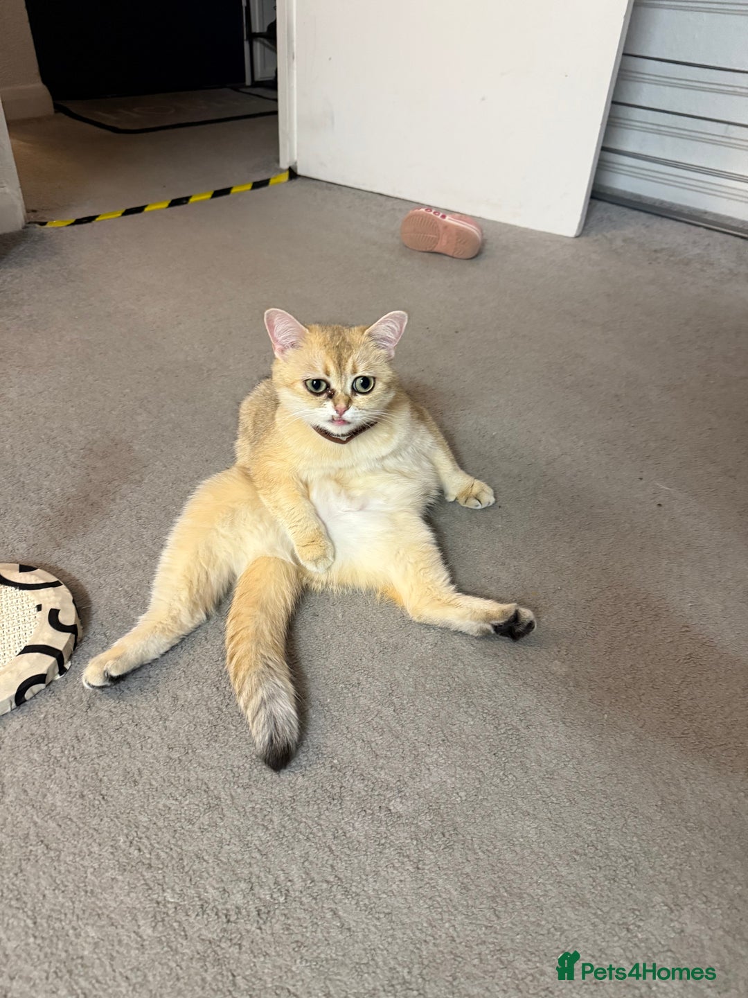 British Shorthair cats for sale: Golden British Shorthair - Image 2