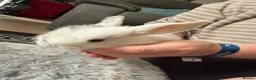 Dwarf Lop rabbits for sale: Baby kits for sale.  - Advert 10