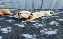 Miniature Dachshund dogs for sale: Miniature Dachsund Puppies (licensed breeder) - Image 26