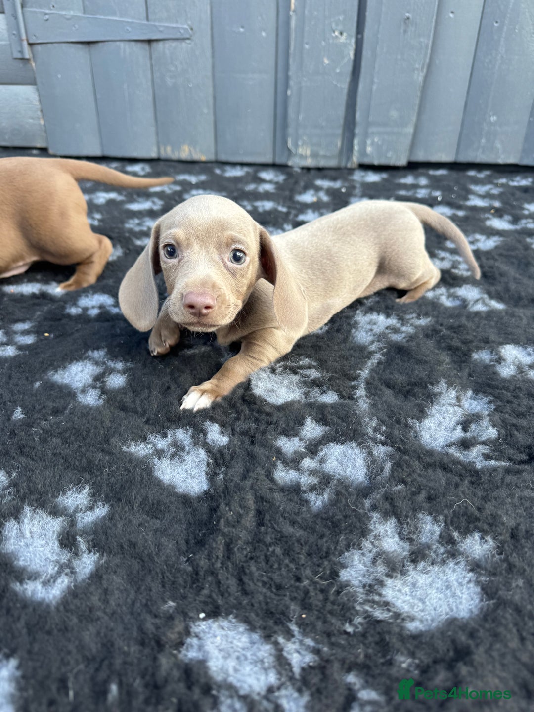 Miniature Dachshund dogs for sale: Miniature Dachsund Puppies (licensed breeder) - Image 26