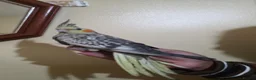 Cockatiels birds for sale: Hand Tamed Baby Cockatiels Super Friendly foe sale - Advert 14