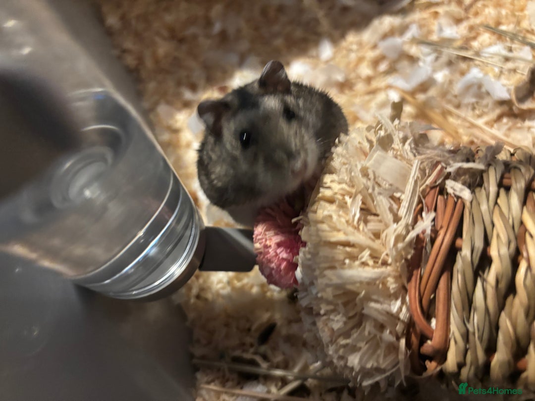 Hamster rodents for sale: Russian Dwarf Hamster (including cage,etc) - Image 5