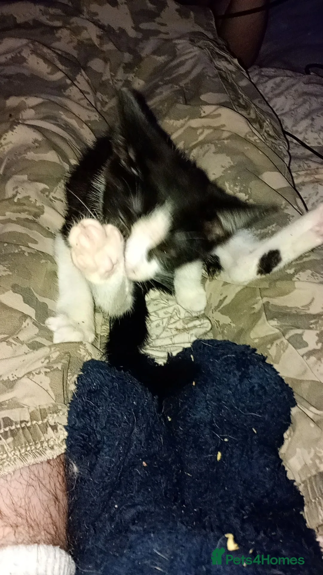 Mixed Breed cats for sale: Last male left ?!! - Advert 2