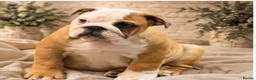 English Bulldog dogs for sale: 1 girl left! KC Bulldog Pups Champion Lines!!!!!!! - Advert 4