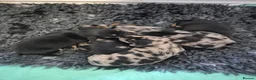 Miniature Dachshund dogs for sale: Beautiful litter of minature dachshund puppies in Alfreton - Advert 9