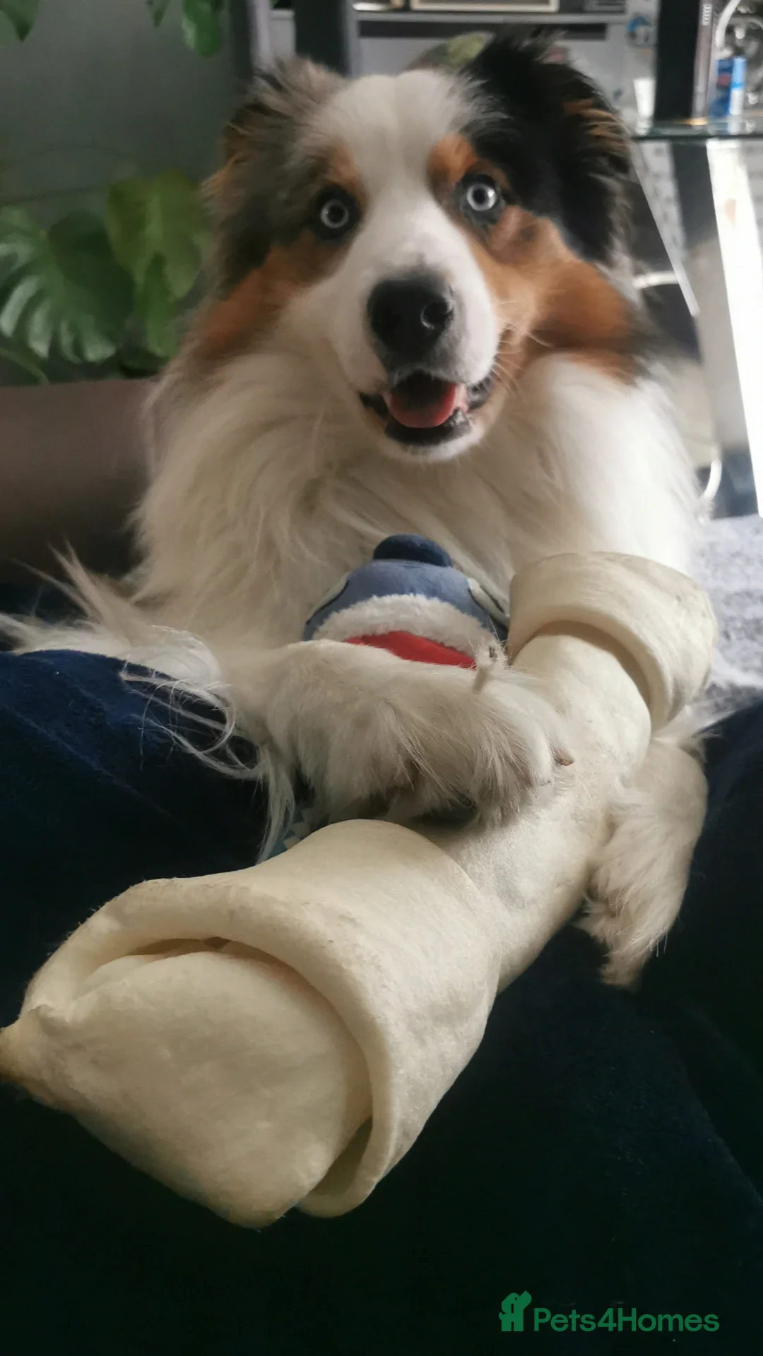 Border Collie dogs for stud: Dog for Stud - Advert 2