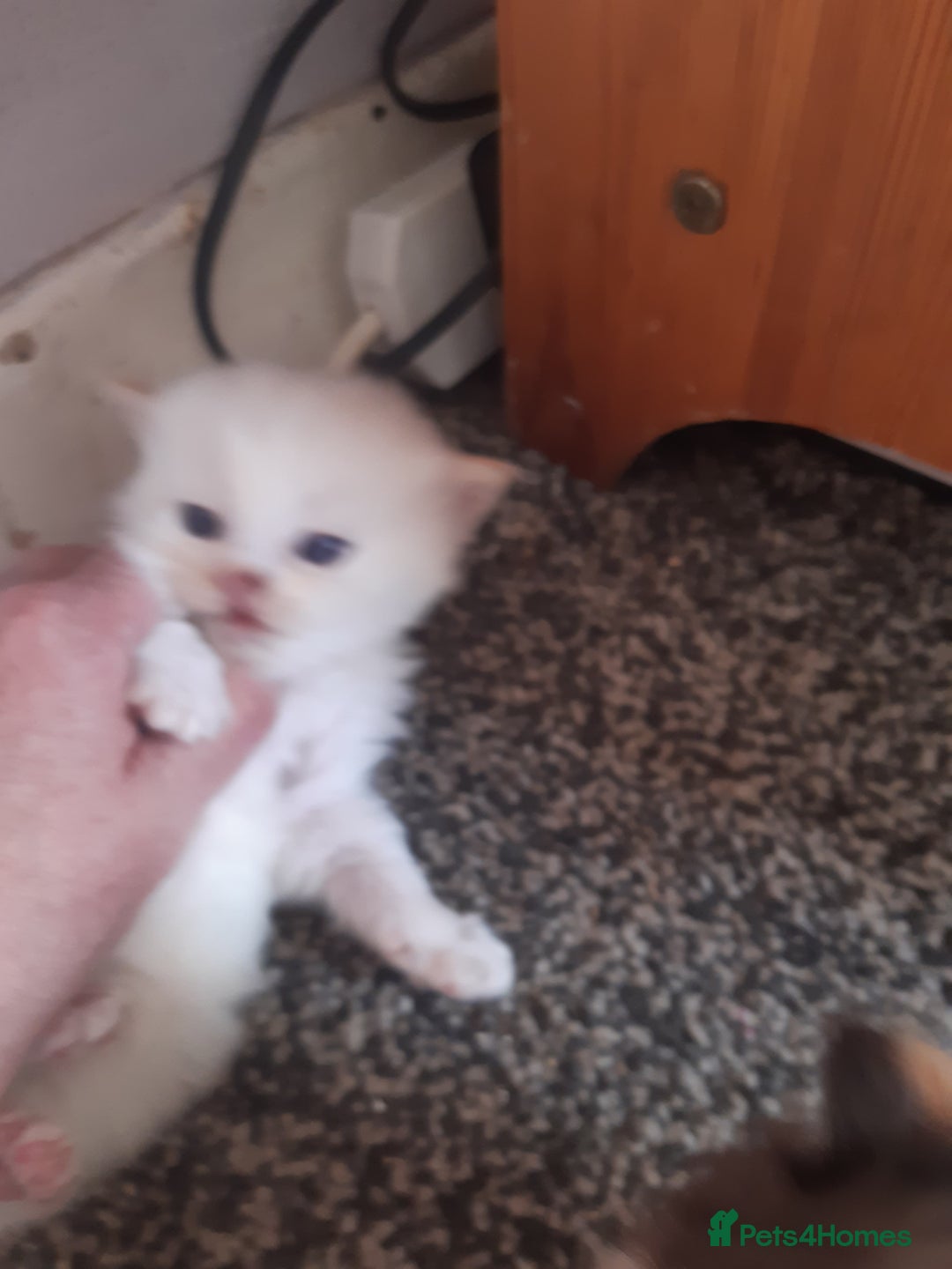 Persian cats for sale: Persian/ragdoll - Image 1