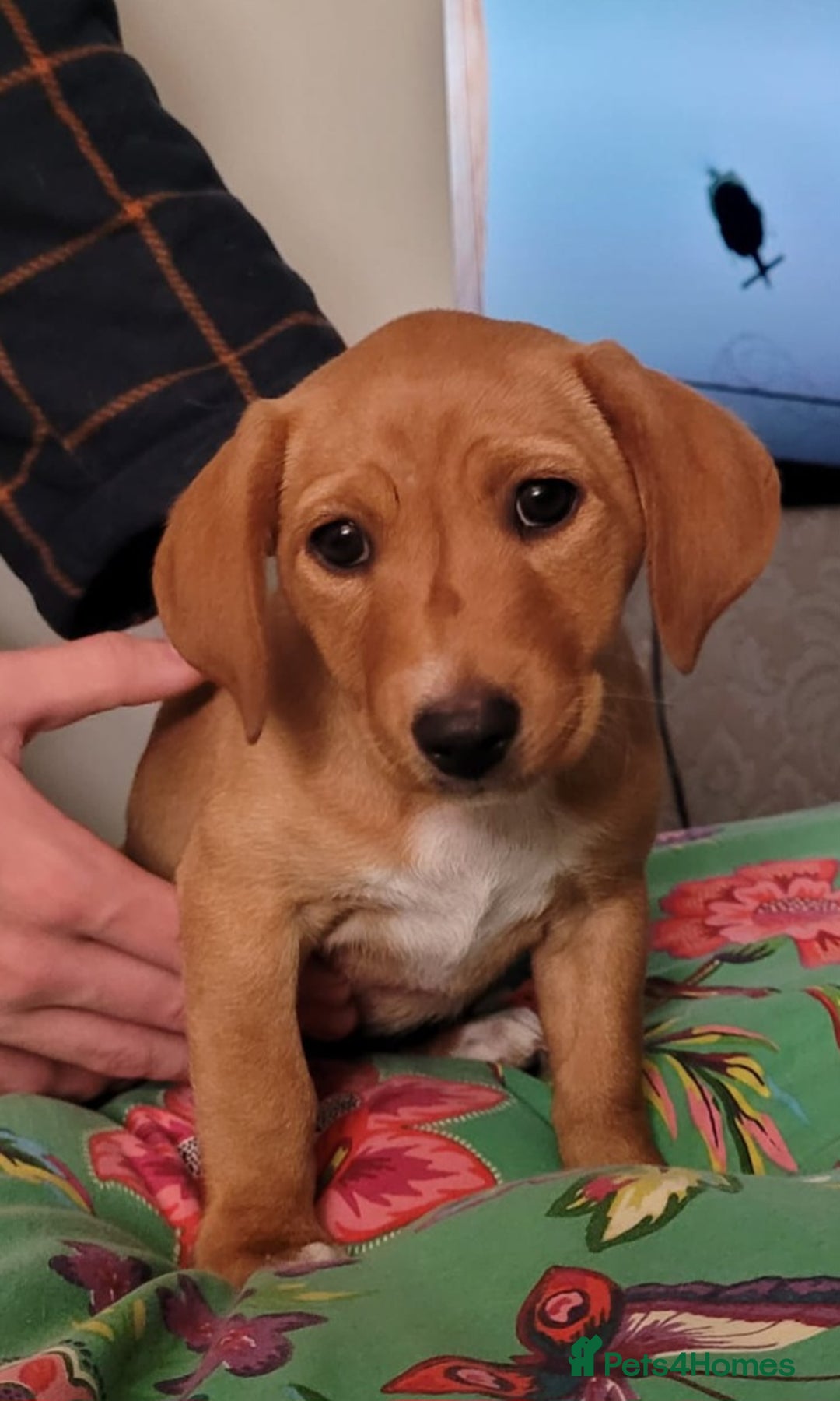 Mixed Breed dogs for sale: Beautiful bella - Image 1