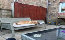 Golden Retriever dogs for sale: Golden Labrador  - Image 3