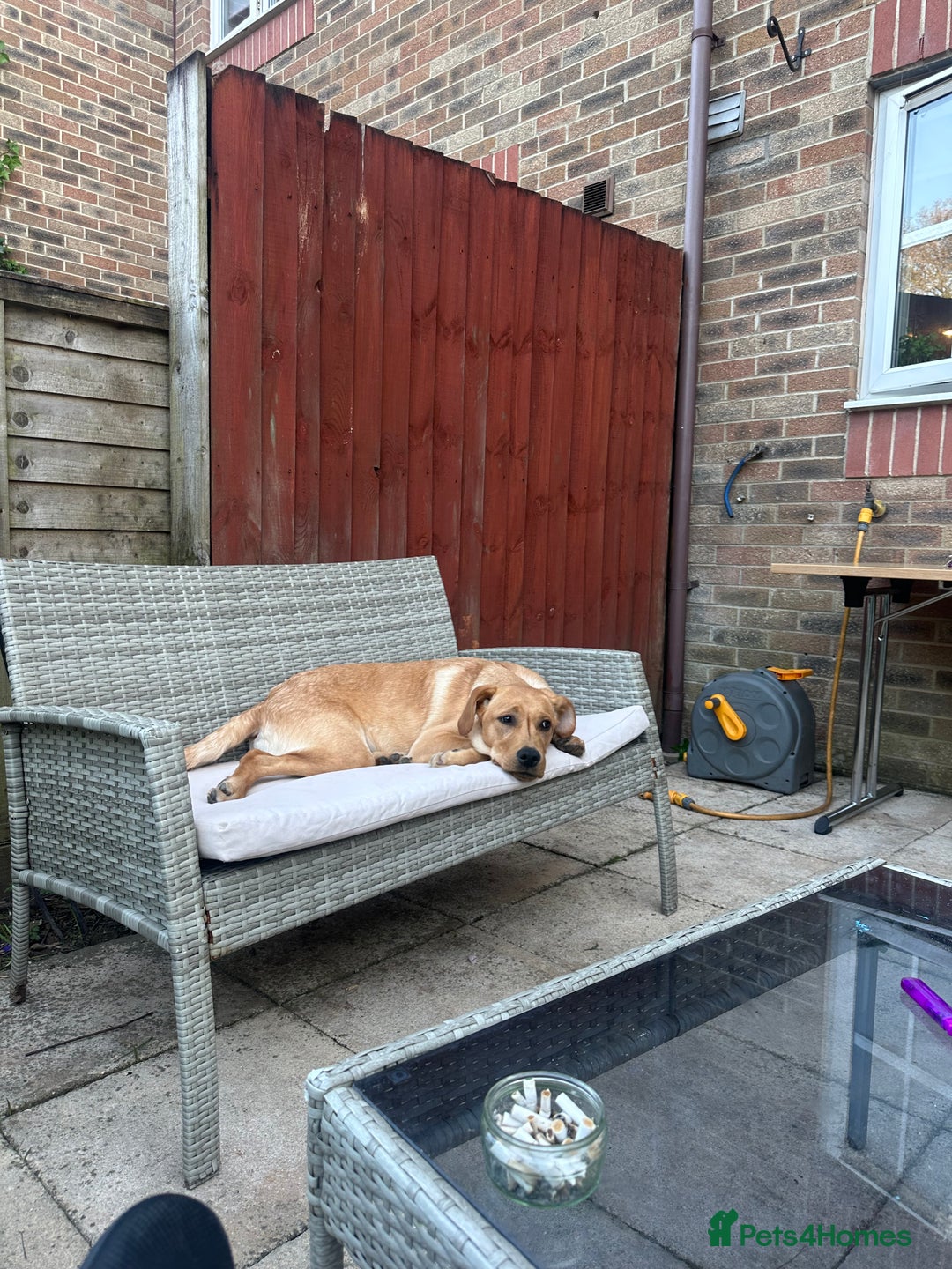 Golden Retriever dogs for sale: Golden Labrador  - Image 3