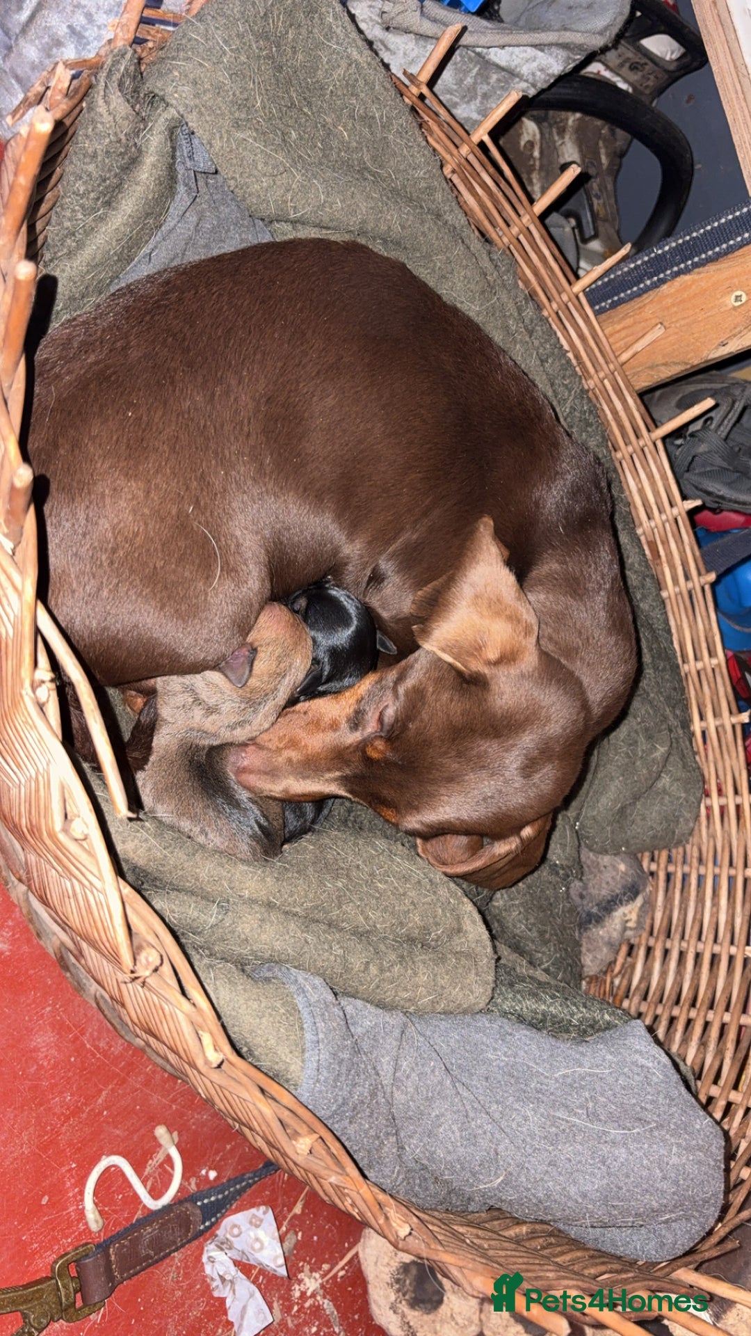 Mixed Breed dogs for sale: Dachshund x Chihuahua - Advert 4