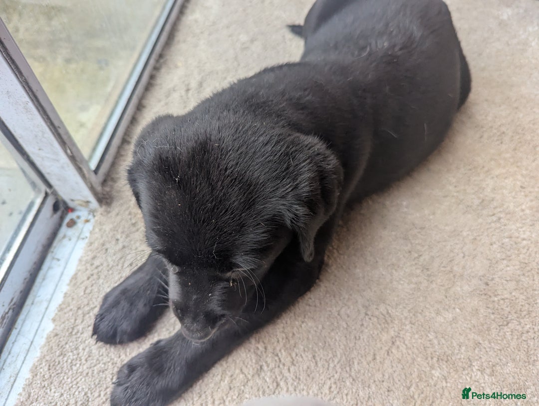 Goldador dogs for sale: 9 Week old Goldador Puppies - ready to go - Advert 9